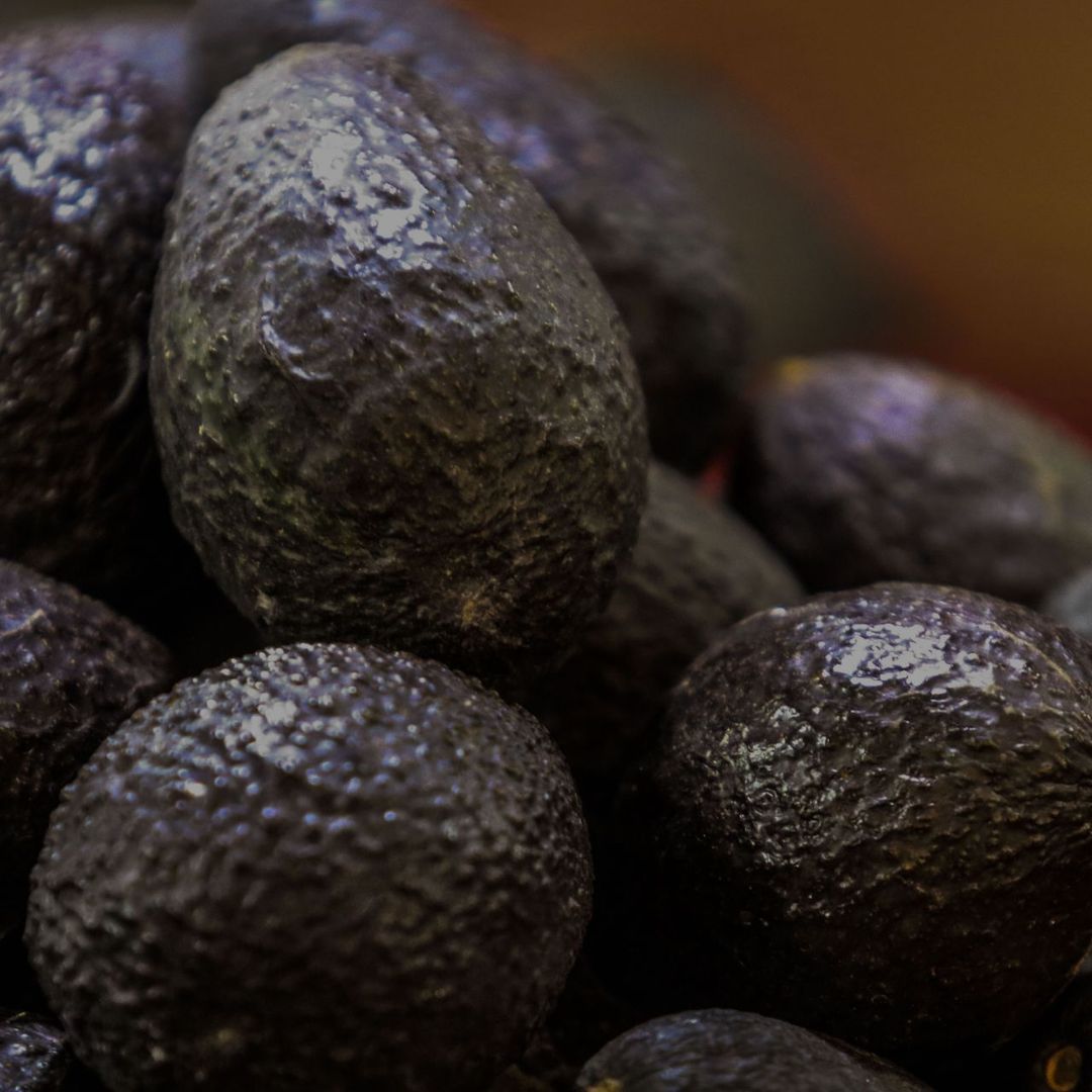 Aguacate mexicano. Foto: Cuartoscuro